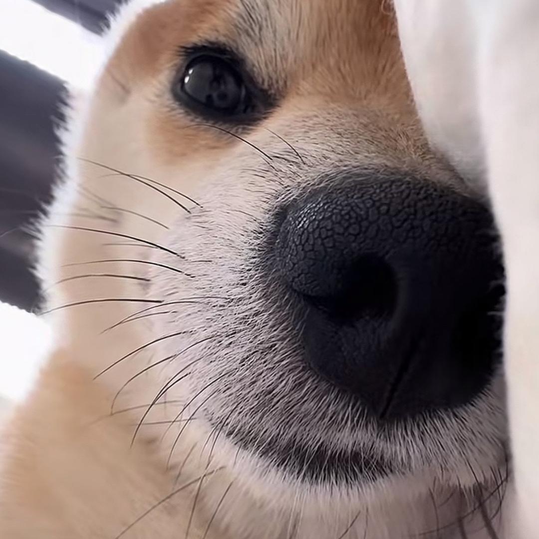 BTFBIGboy