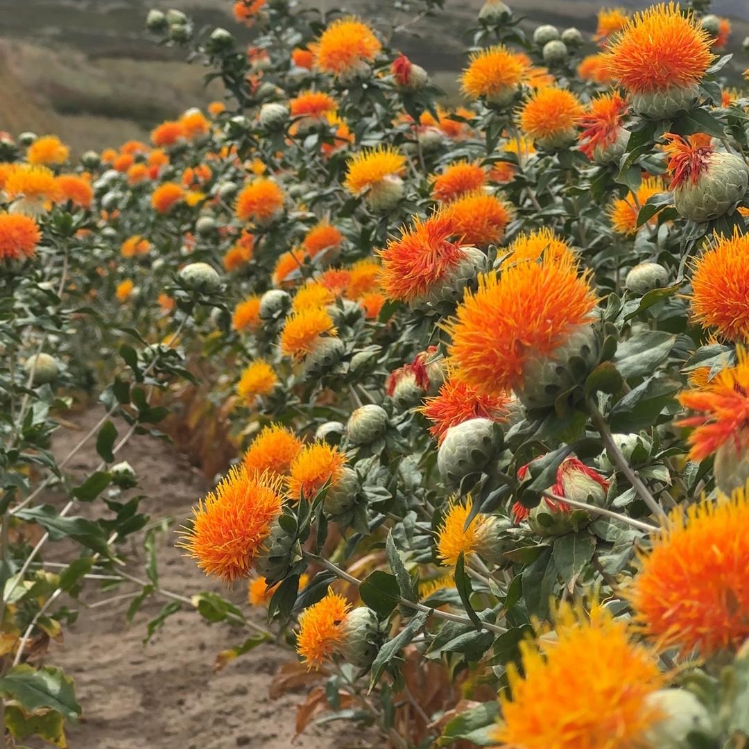 子杰(新疆优质农产品)