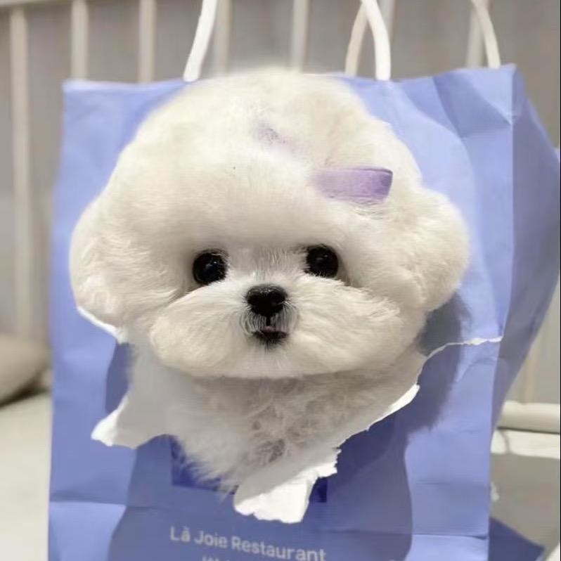 阿强宠物