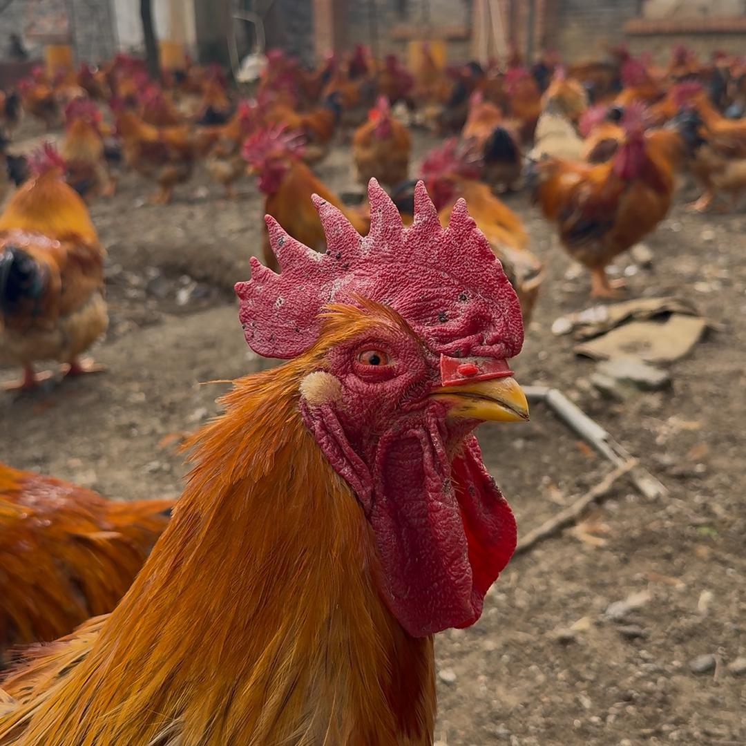 贵州汤三婶辣子鸡