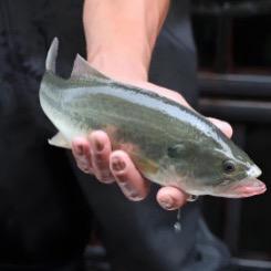 鲈鱼养殖基地-小王