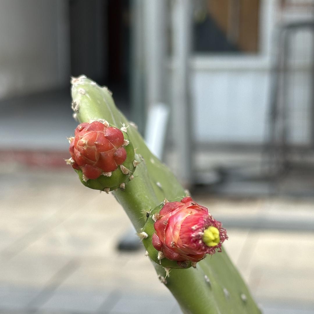 牛包祎米酸钙洗发