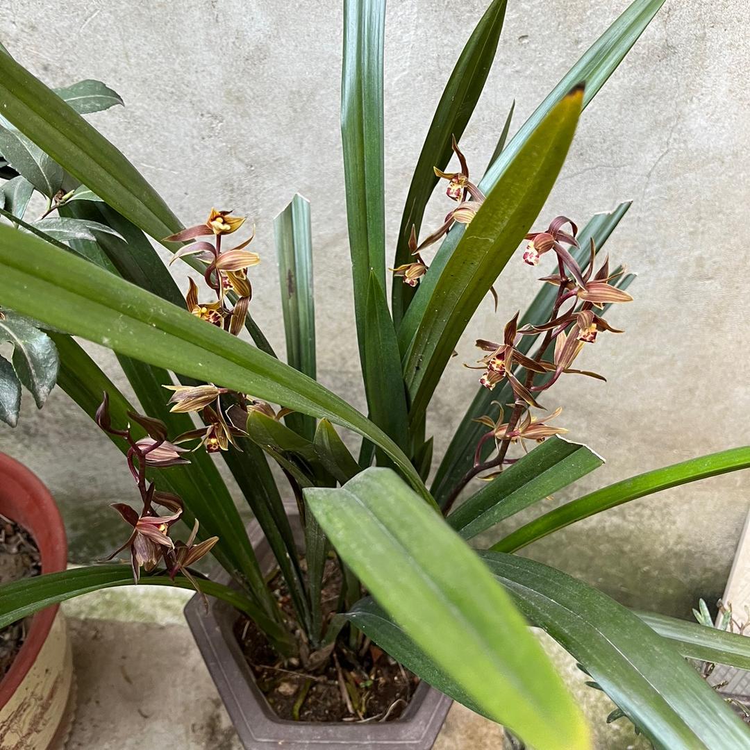 用户棉花糖