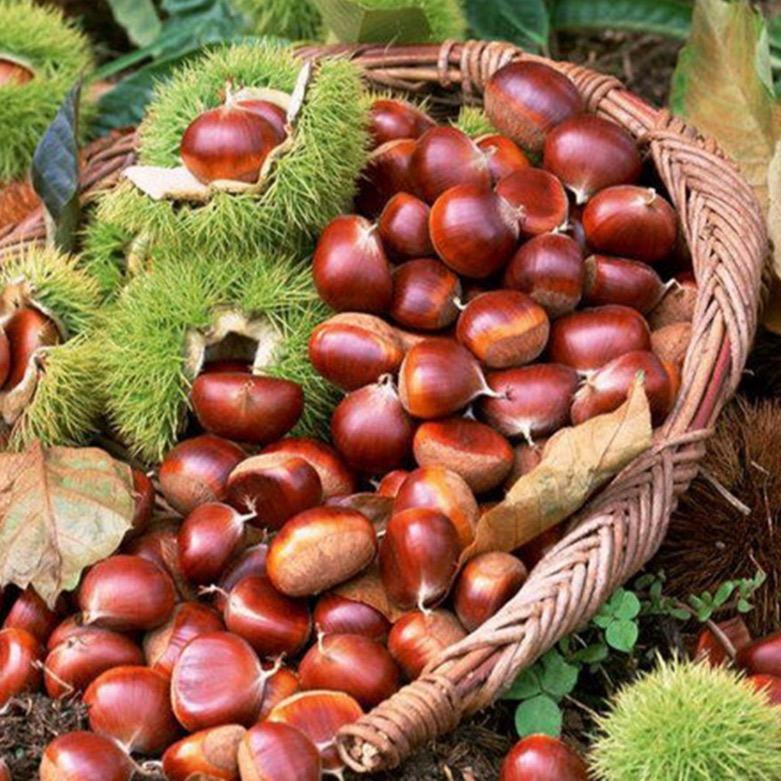 胖丫甄选【嶂石岩板栗】