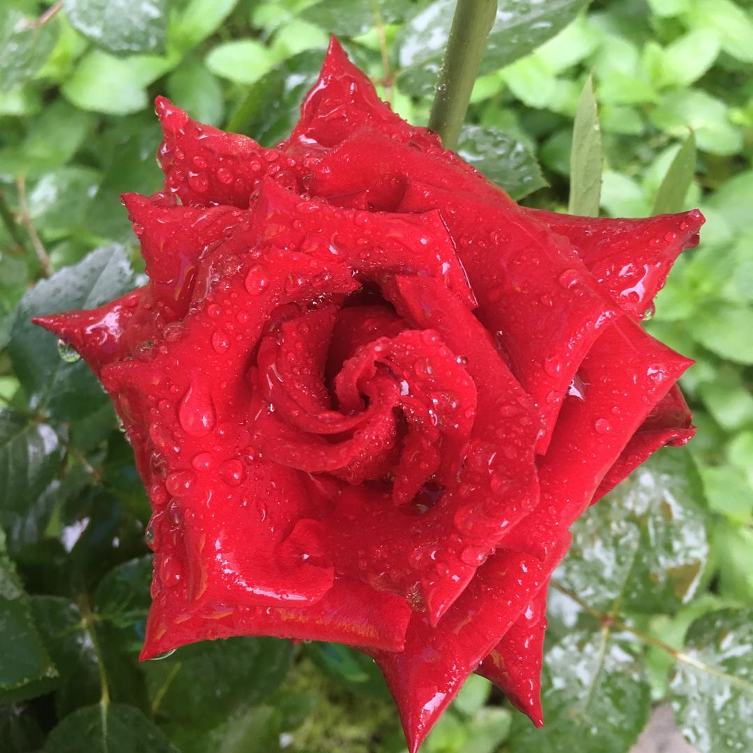 樱花细雨