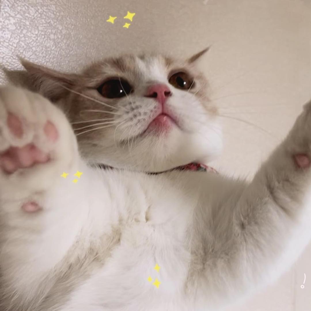 社恐猫手工穿戴甲