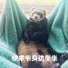 杨🌲小树