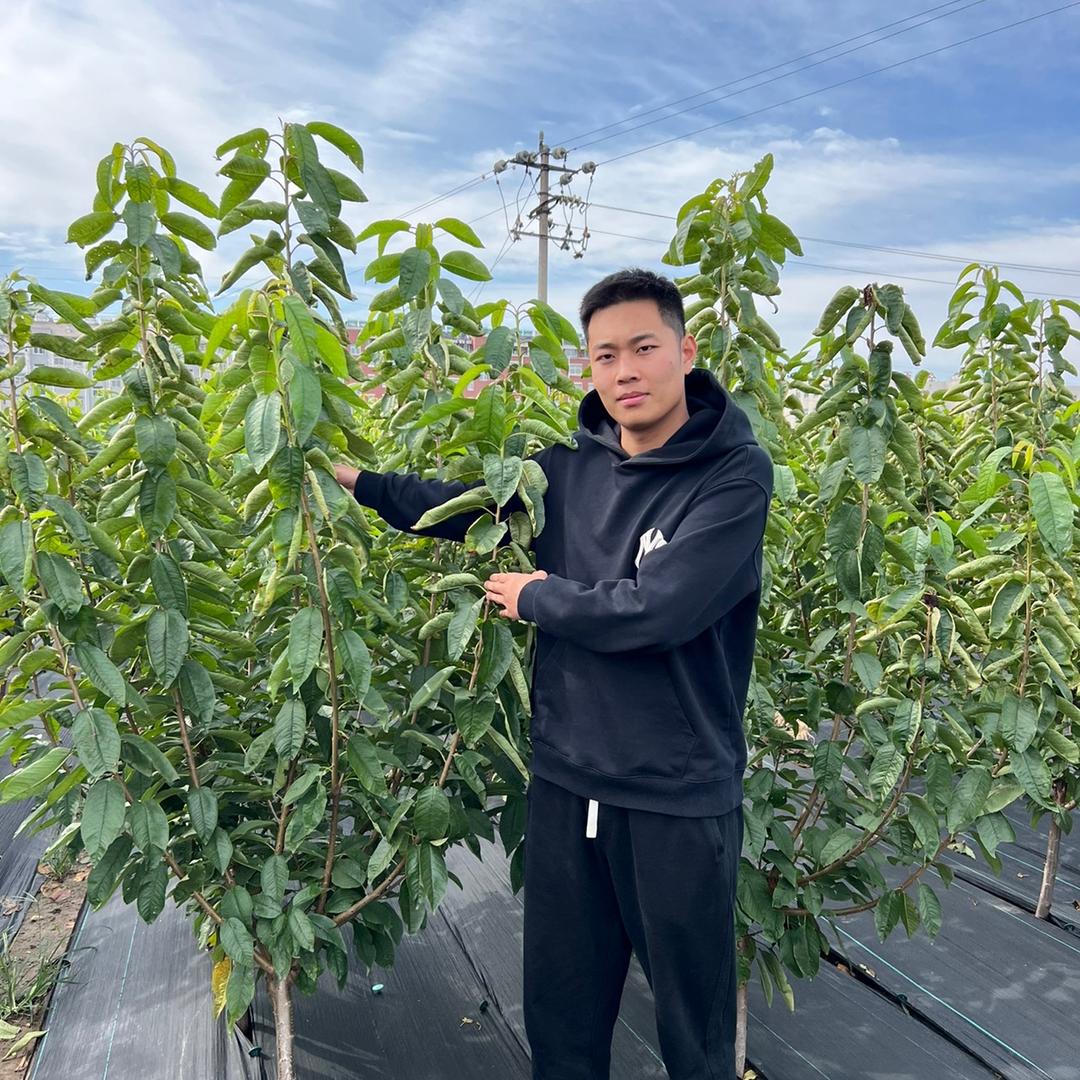 金桦大樱桃苗繁育基地