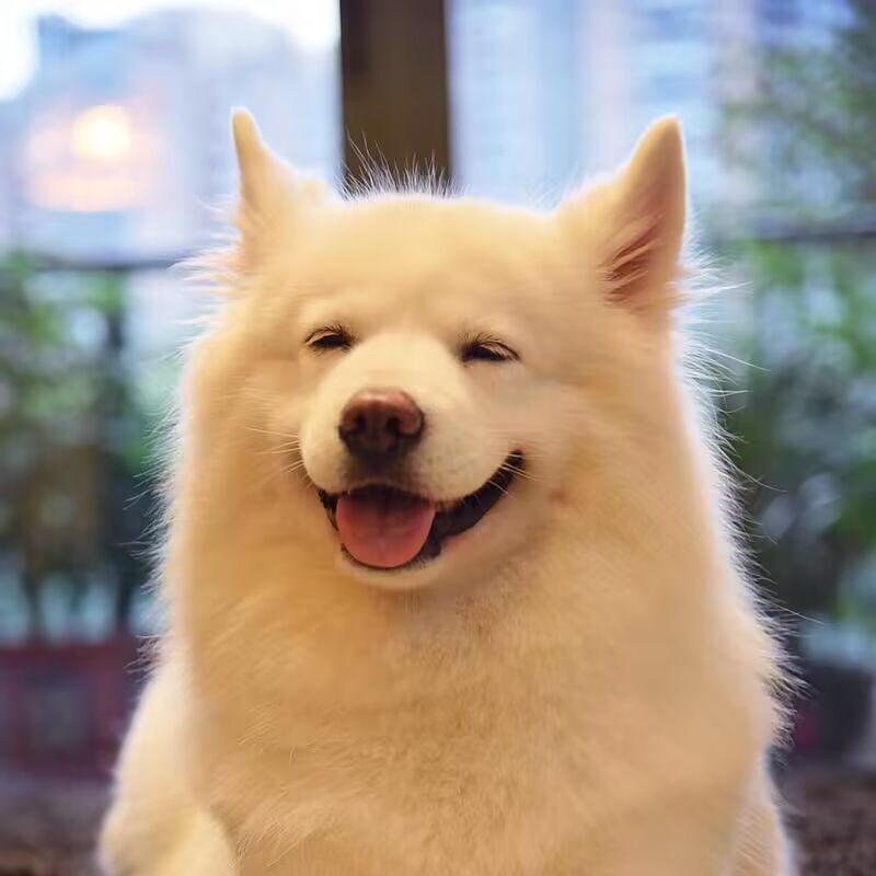 汪汪好物