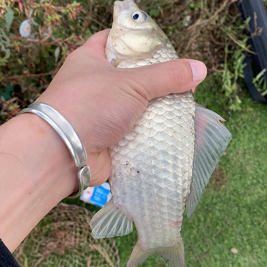浪里白条