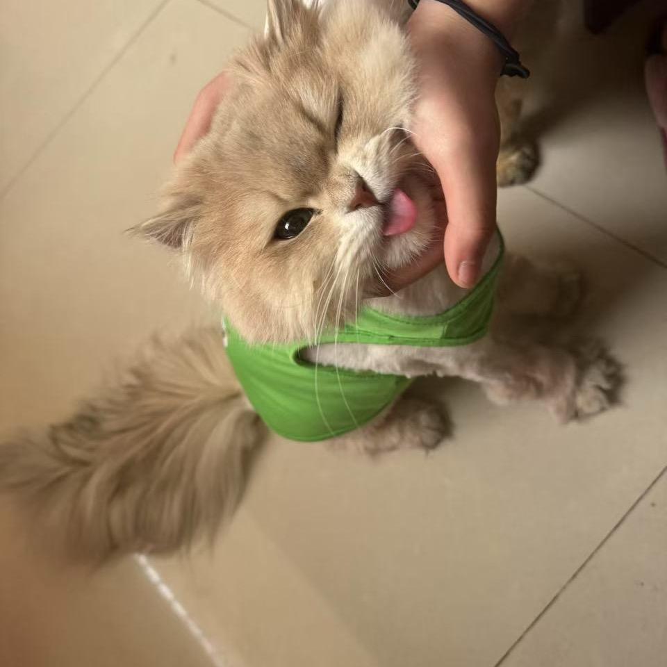 荷兰豆