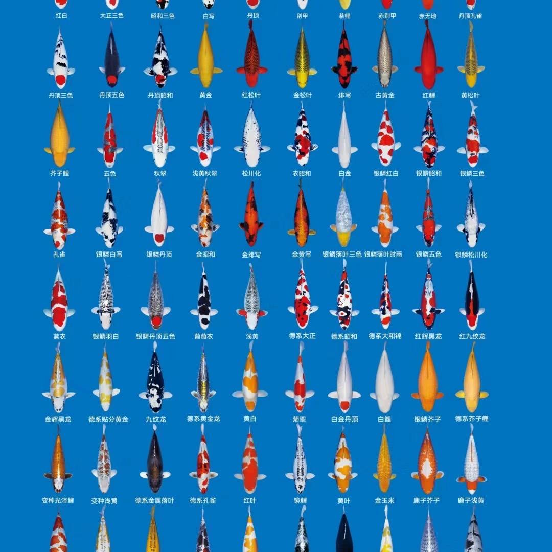 君琳锦鲤观赏鱼水产养殖场