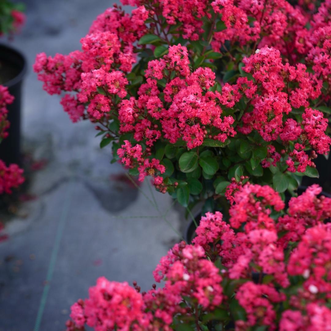 花园里的小房子