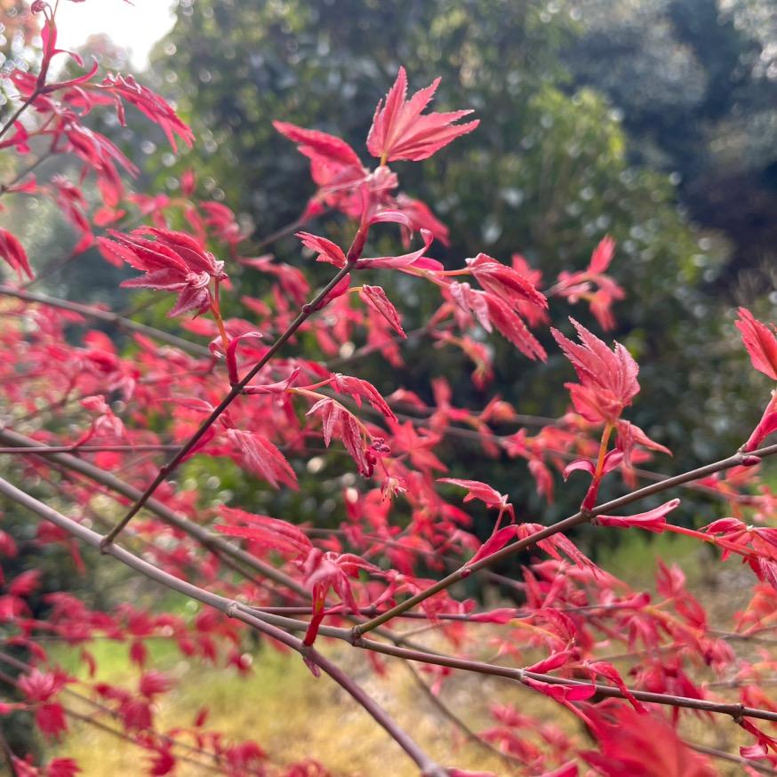 上海栎蔓藤