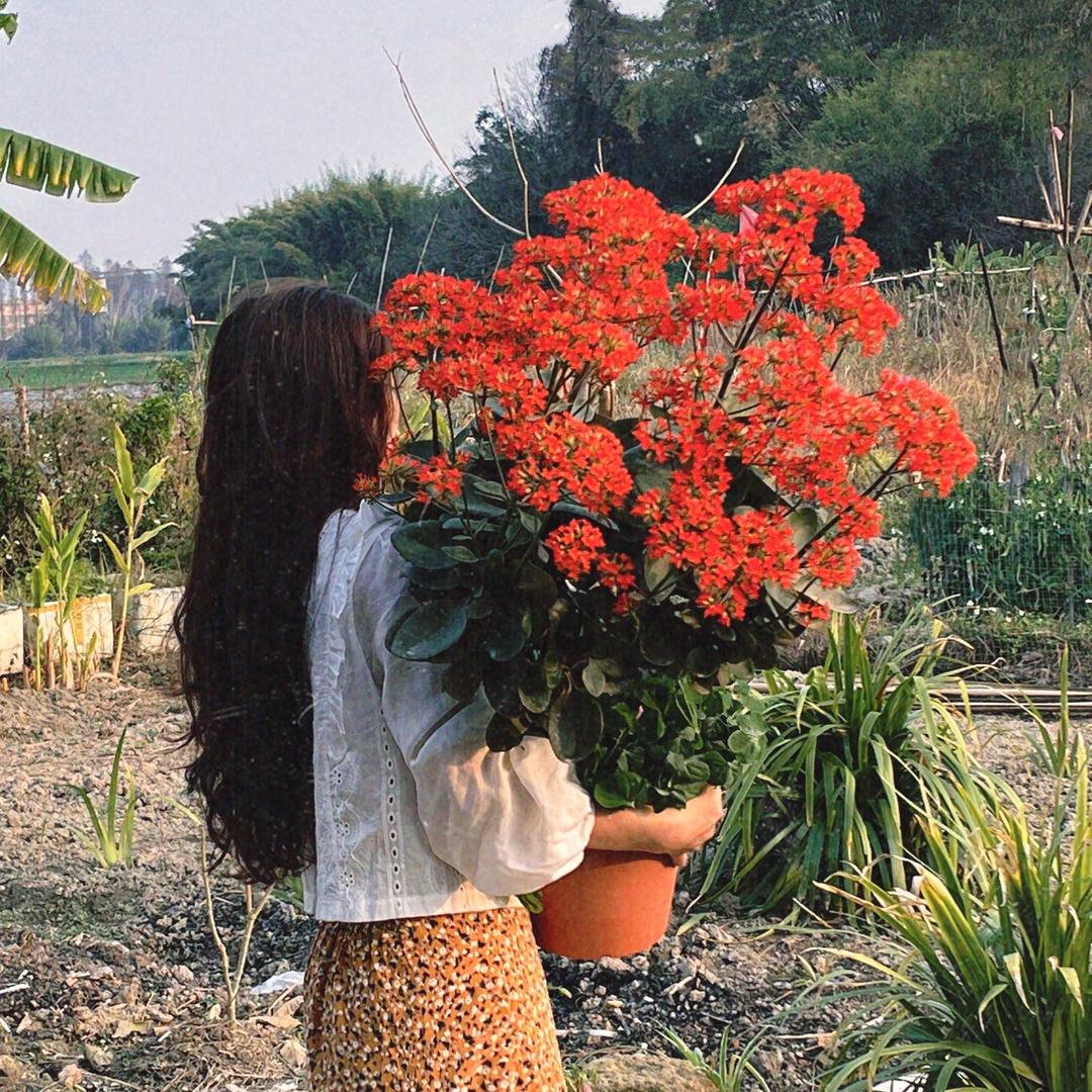 桃子凤尾长寿养护记