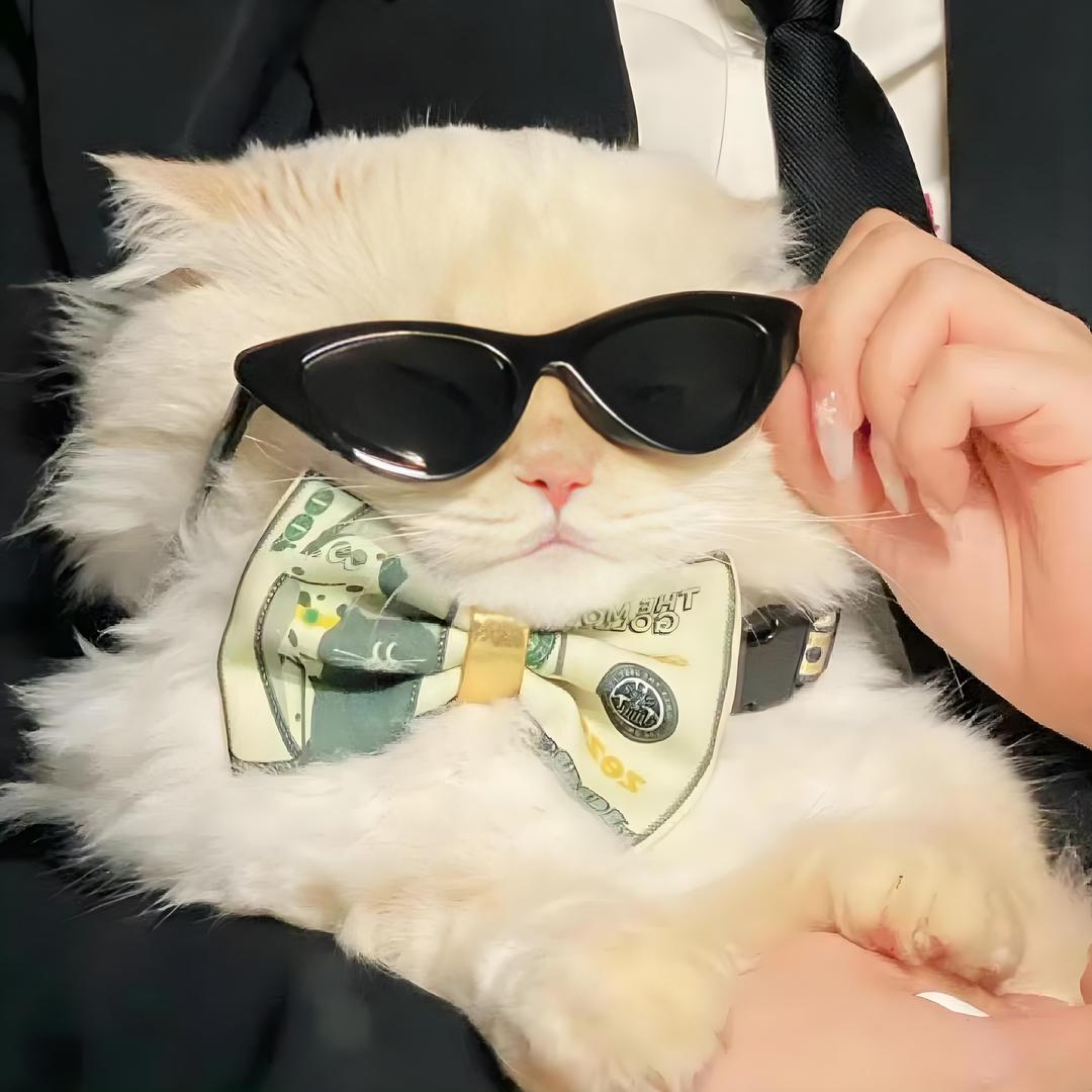 🐈🐈🐈