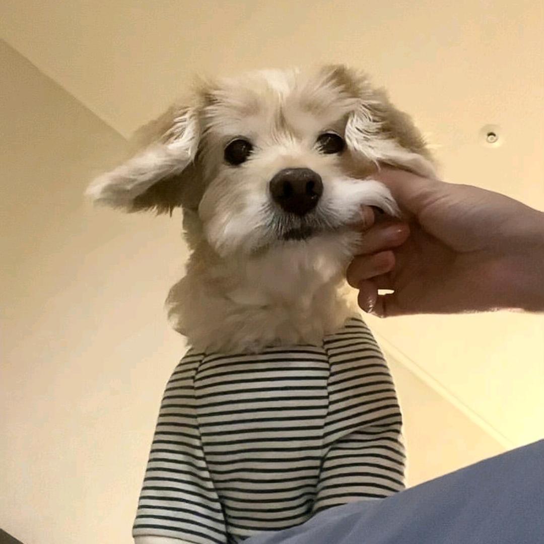 chennyv_