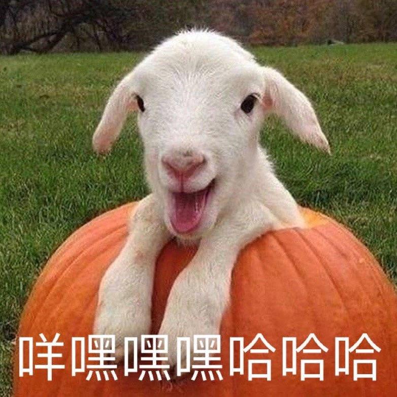 绵兔手作