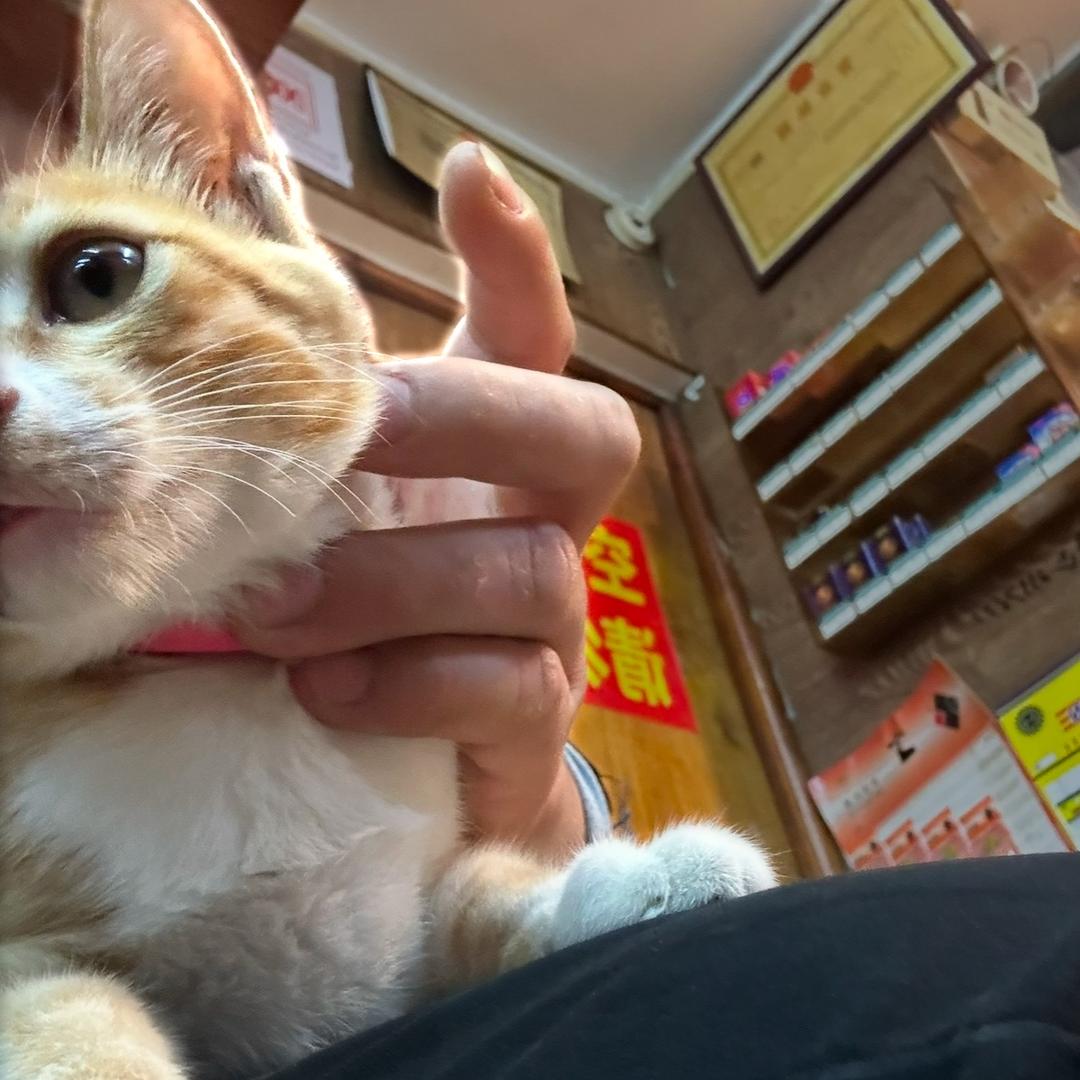 半个梦