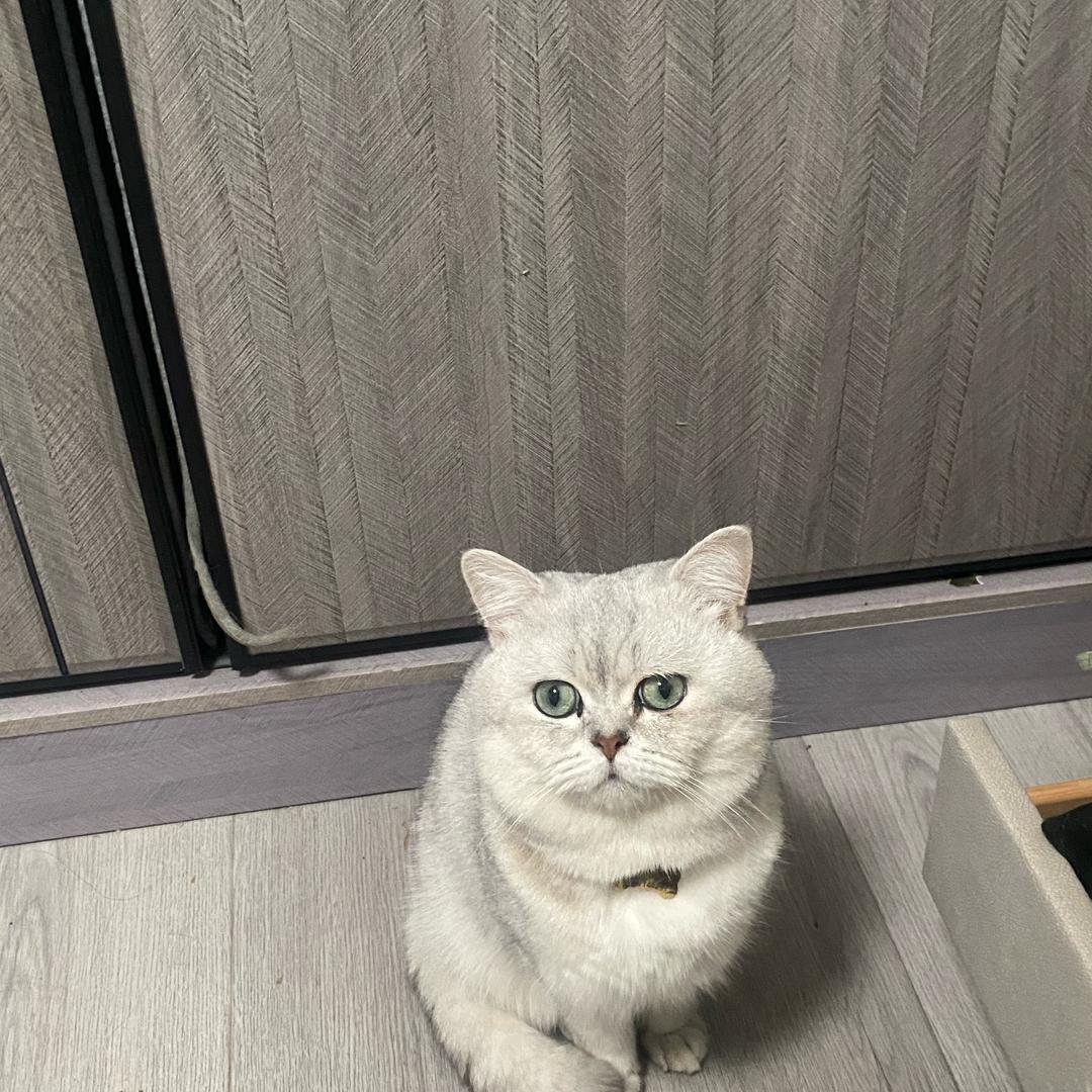 嘎嘎 呀
