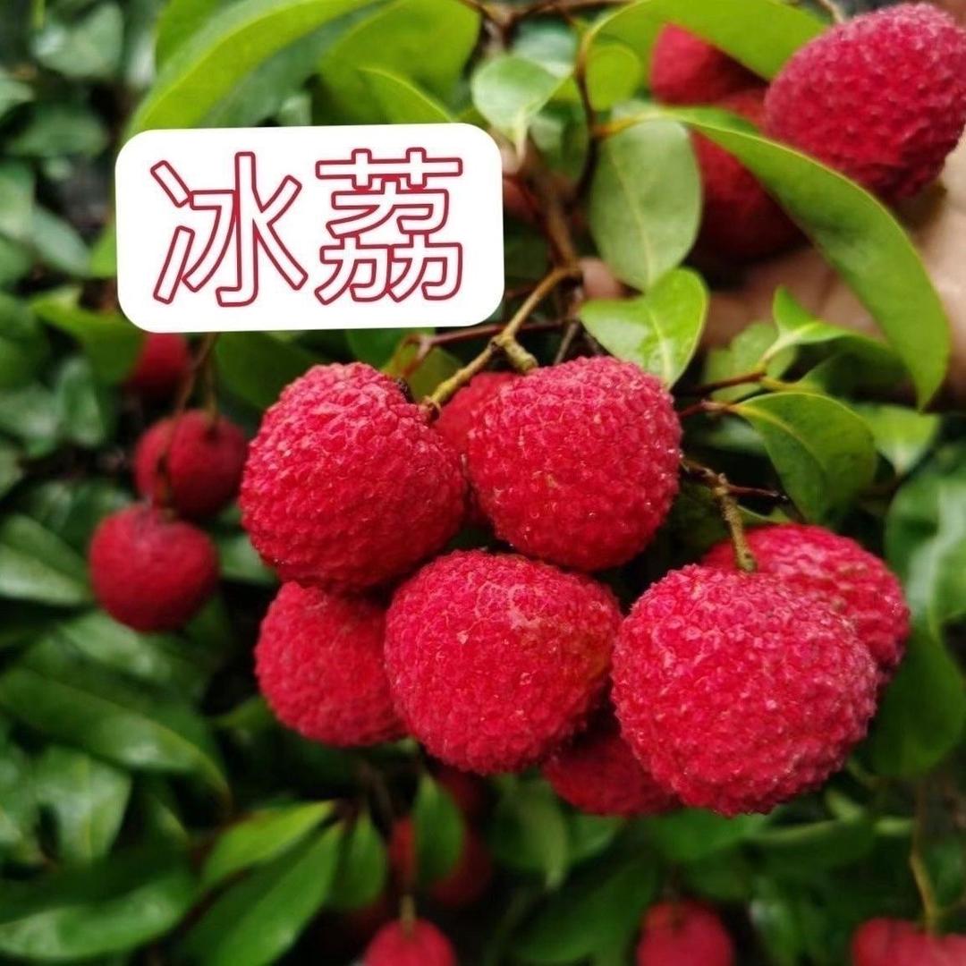 喜言顺民果树苗木专卖店