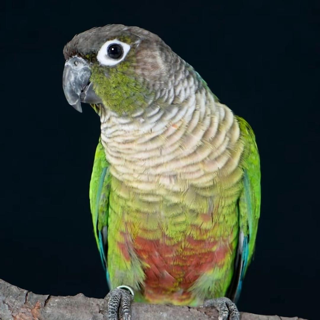 华强养殖🦜