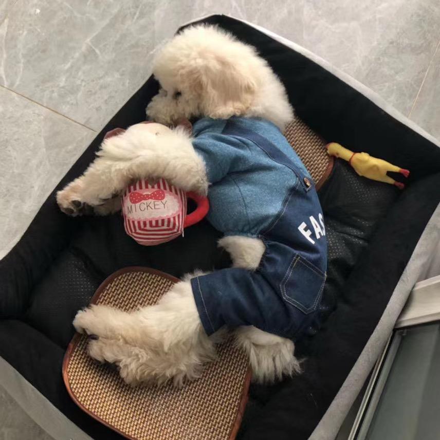 🌈是司令吖🐶