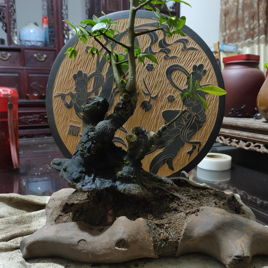盆景一马