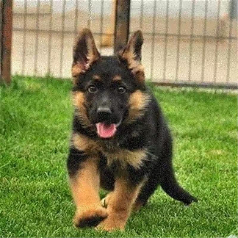 天赐猛犬庄园🥇