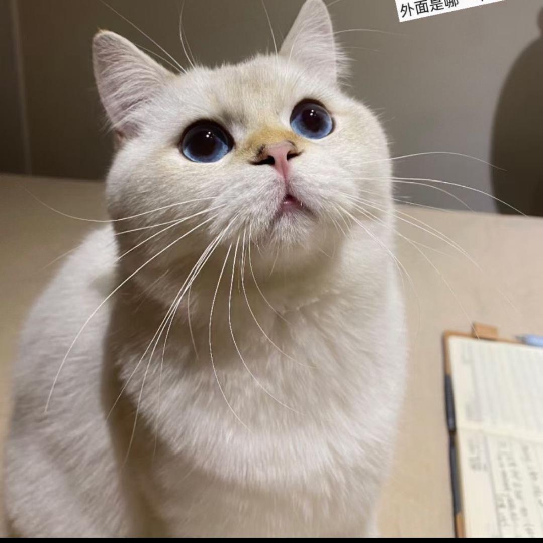 七七