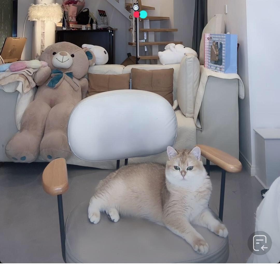 用筷子吃竹子💫