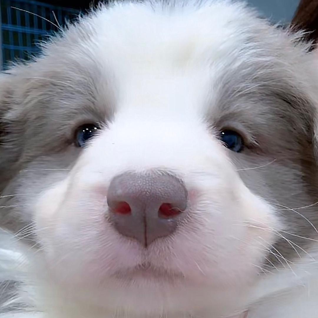 向阳犬园
