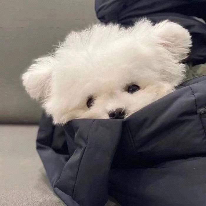 YAN