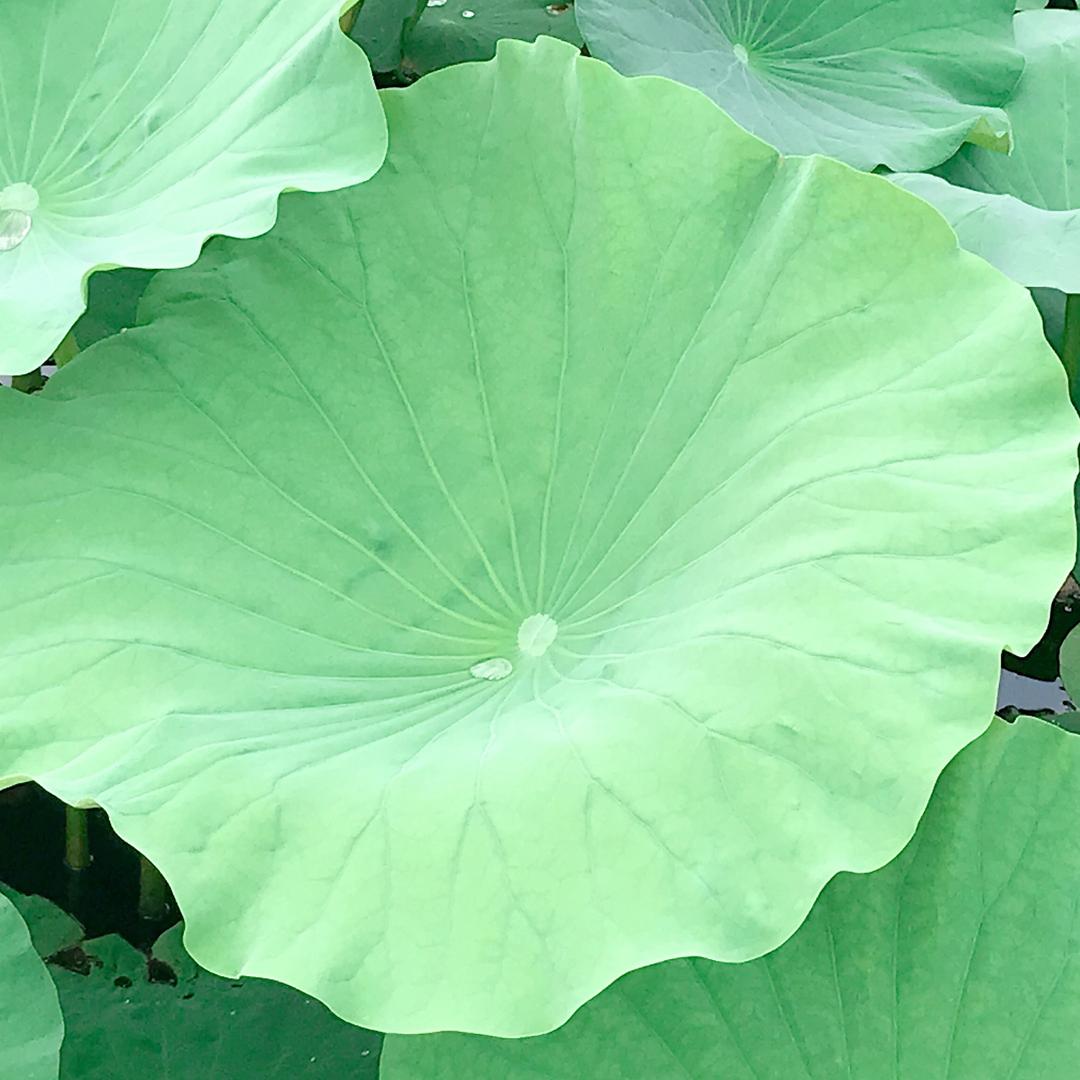 洛洛洛