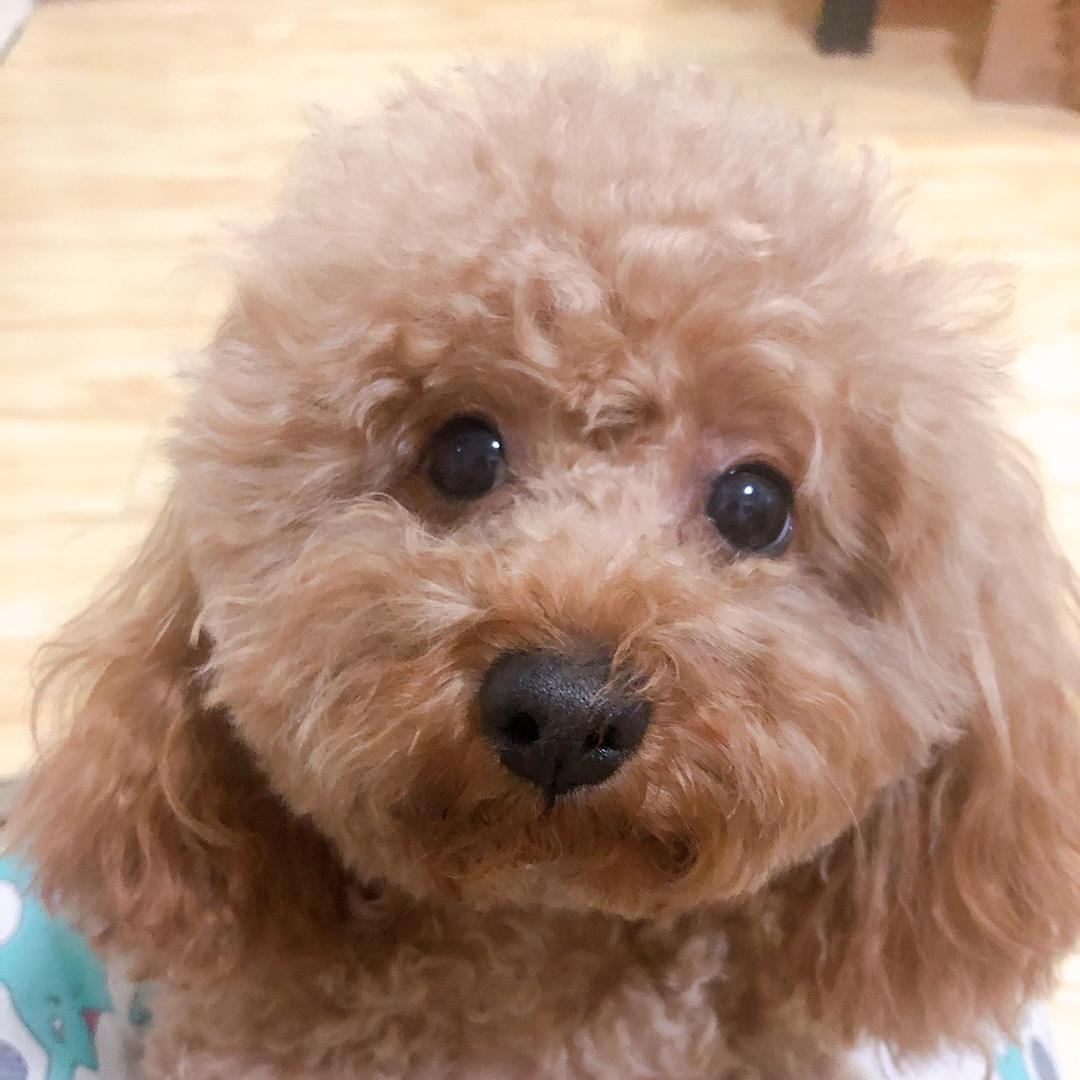 优优小皮