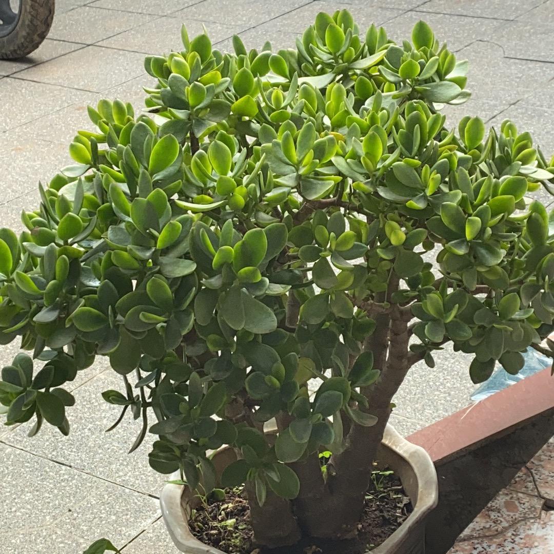 鱼