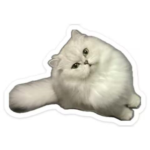 snoringcat