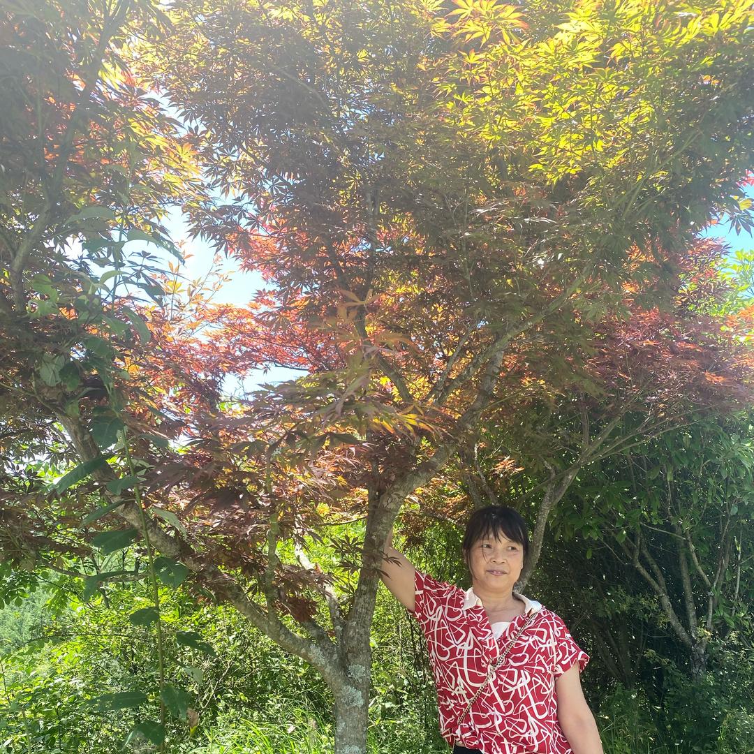 大山姐1号【818】