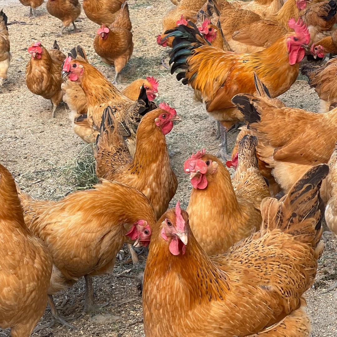 无为陡沟龙口小学养鸡场