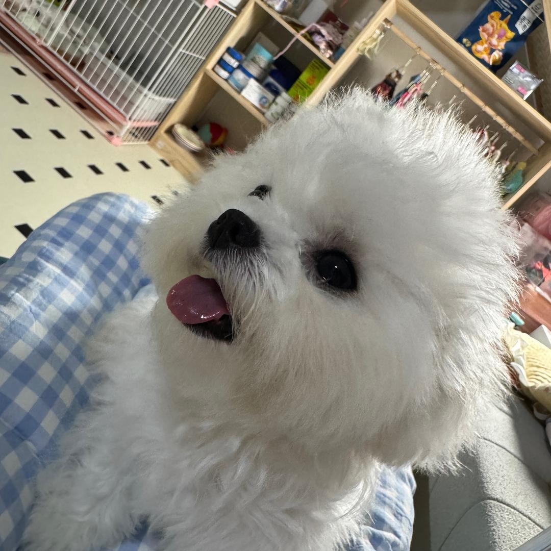 月亮元宝是熊熊