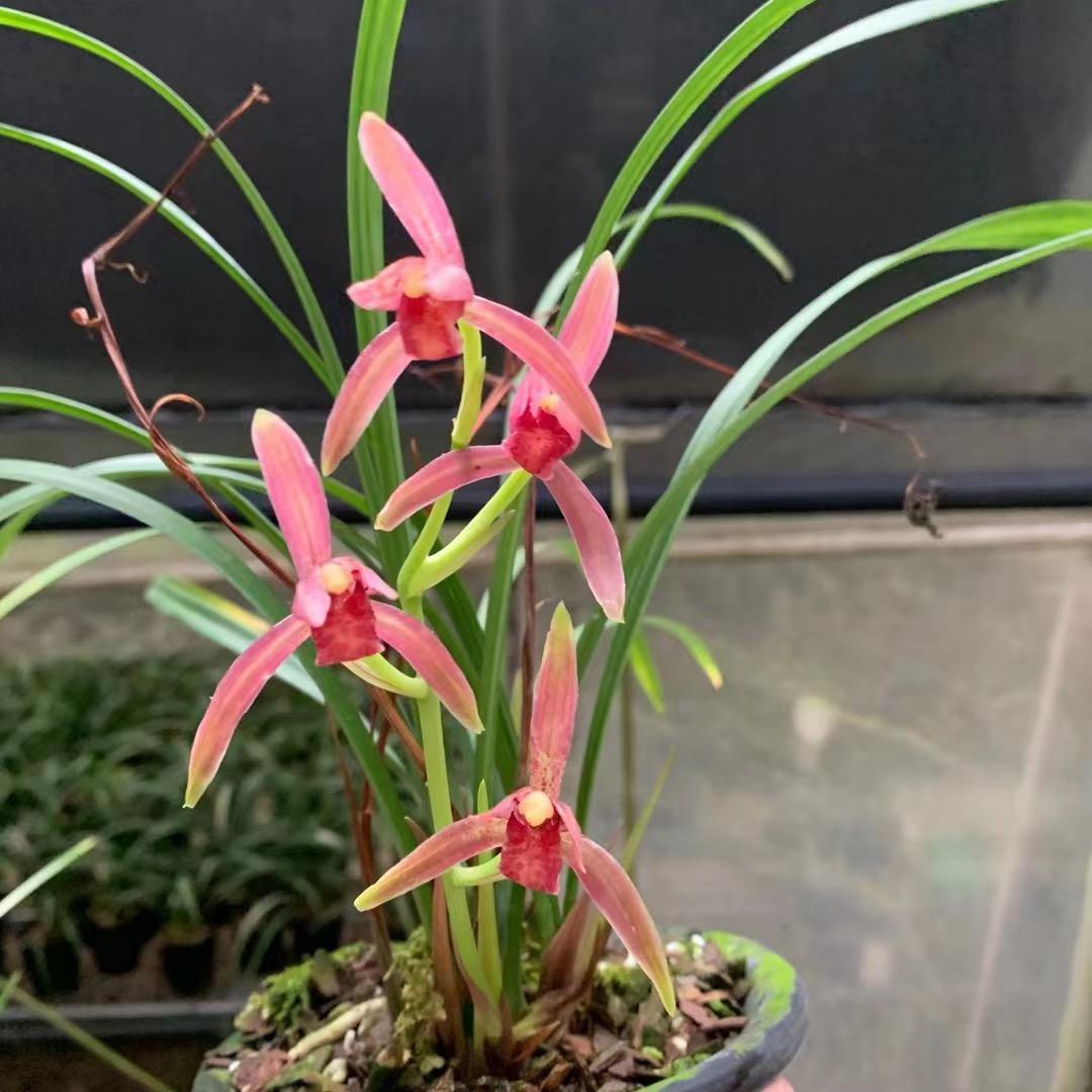 海洋兰园（兰花批发零售）