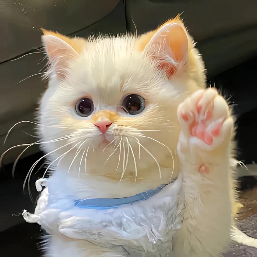 肉包是只猫