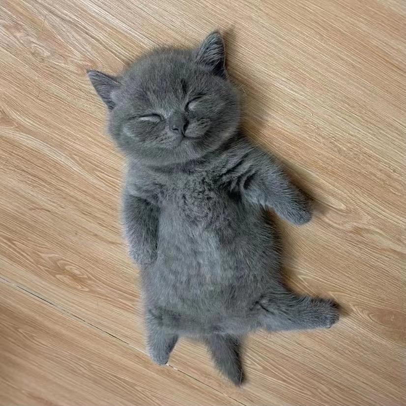 瓜田里的猹