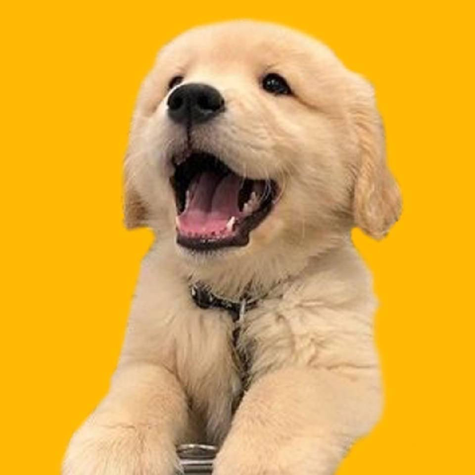 遵义猫狗小站（张某萍）