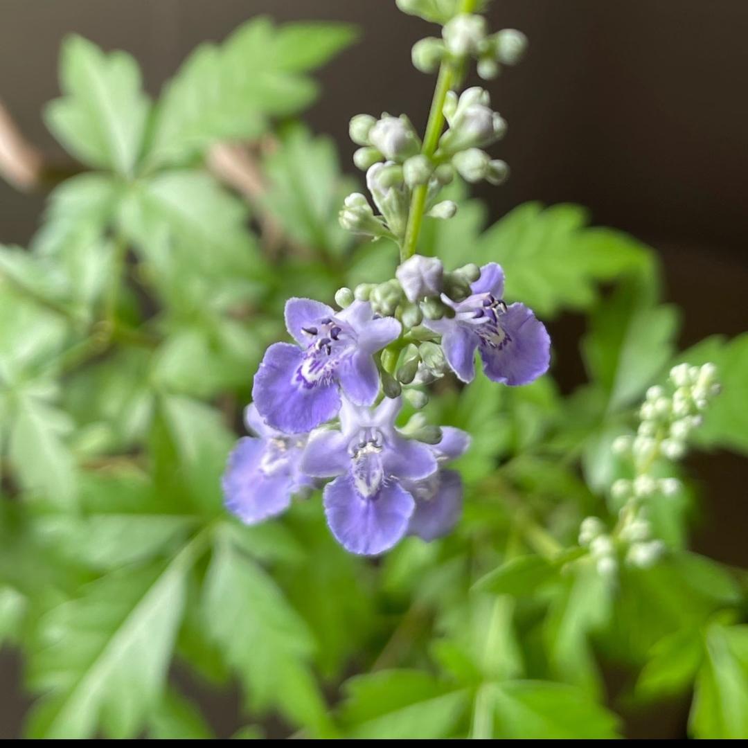 晁玮木艺馆的头像