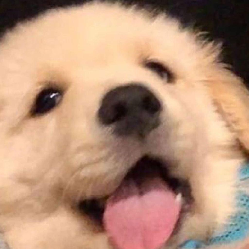 是这个汶