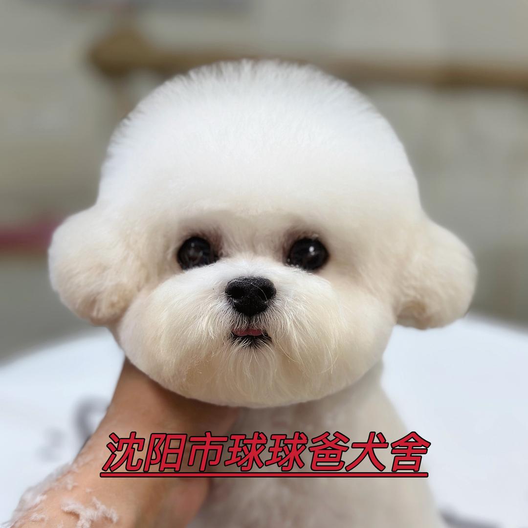 沈阳球球爸犬舍