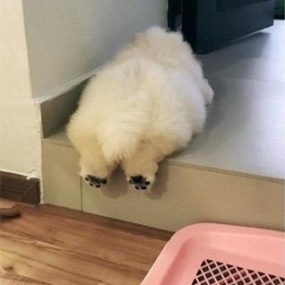 乌梅柚柚柚头像