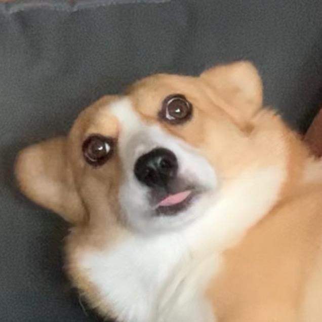 搞笑萌宠事