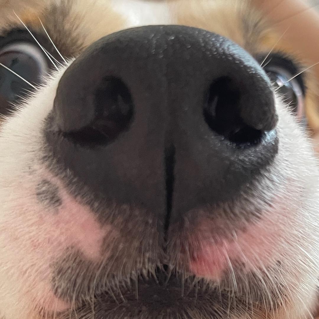 Cookie